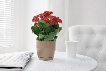 фото ориг. №3, Flowerpot lid toscana round 17 з stand form plastic - 6 colors