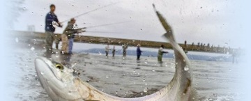 5 X DROP SHAD SWALLOW 7,5 см EXO SUPER LURE 2