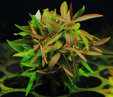 Rośliny do akwarium Hygrophila Araguaia RARYTAS XL