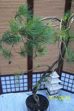 Sosna pendula bonsai wydmowa taras inna