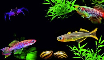 Ludwigia brevipes- In vitro- w żelu- akwa_fan