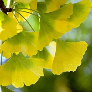 Miłorząb japoński Ginko biloba