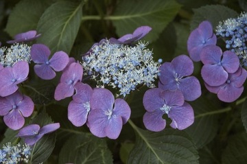 Hortensja ogrodowa EISVOGEL Fioletowe talerzyki