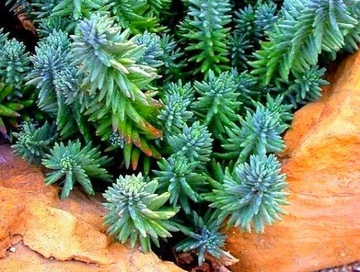 B162 Rozchodnik 'Blue Spruce' (Sedum) p9 NEW!!