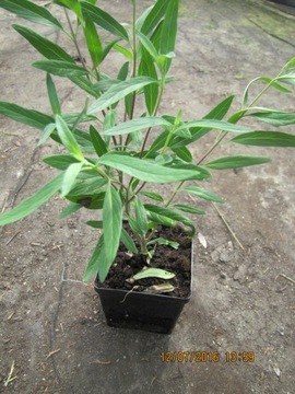 CARYOPTERIS CLANDONENSIS 'KEW BLUE' BARBULA KLANDO