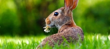 КОРМУШКА ДЛЯ КРОЛИКОВ СЕНО 25 х 17 х 20 см