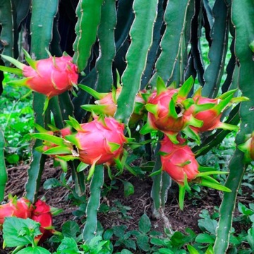 Red Pitaya Cactus, Dragon Fruit, вкусные фрукты в домашних условиях, семена 20 шт.