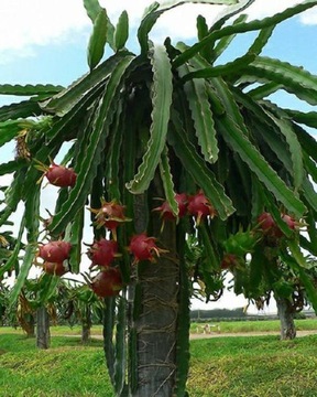 Red Pitaya Cactus, Dragon Fruit, вкусные фрукты в домашних условиях, семена 20 шт.