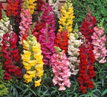 LWIA PASZCZA KARŁOWA (ANTIRRHINUM MAJUS NANUM) MIX KOLORÓW 500 NASION