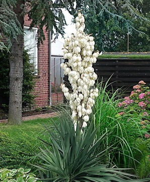 ЮККА КАРОЛИНА (YUCCA FILAMENTOSA) - 20 СЕМЯН