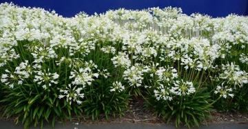 БЕЛАЯ АФРИКАНСКАЯ ЛИЛИЯ (AGAPANTHUS PRACOX ALBA) 5 СЕМЯН