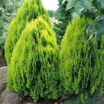 Thuja Żywotnik zachodni AUREA NANA 30 cm W DONICY