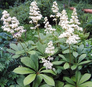 РОДЖЕРСИЯ КАШТАНОВОЛИСТОСТНАЯ (RODGERSIA AESCULIFOLIA) - 100 СЕМЯН