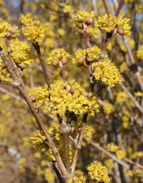 Cornus mas 'Golden Glory' - Dereń jadalny