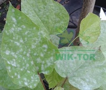 фото ориг. №5, Signum 10g gray mold contagion potatoes mealy genuine plants decorative