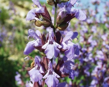 ШАЛФЕЙ (SALVIA OFFICINALIS) - 70 СЕМЯН