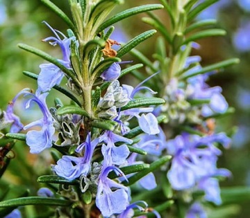 РОЗМАРИН ОФИЦИНАЛИС ROSMARINUS OFFICINALIS СЕМЕНА ДЛЯ БОНСАЙ 50 шт.