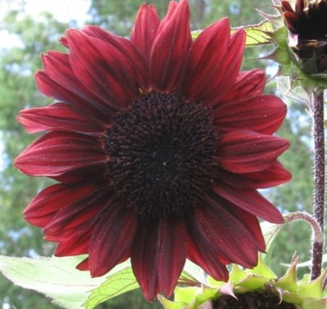 ПОДСОЛНЕЧНИК ДЕКОРАТИВНЫЙ (HELIANTHUS ANNUUS) СМЕСЬ СОРТОВ И ЦВЕТОВ 100 ГР СЕМЯН