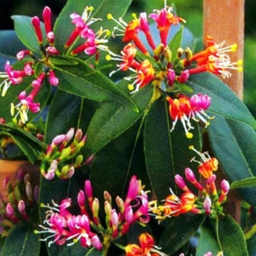 'LONICERA HENRYI' WICIOKRZEW HENRY'EGO