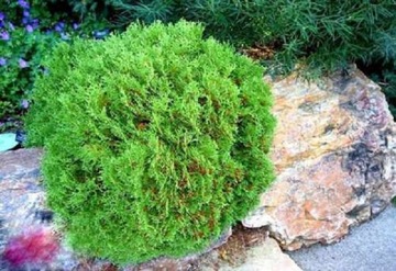 Туя западная Arborvitae Hoseri В ГОРШКЕ