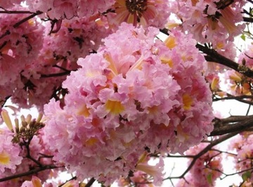 TABEBUIA ROSEA - PINK - RÓŻOWA - 3 NASIONA