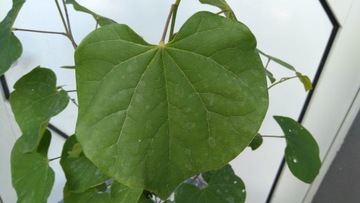 Cercis canadensis – канадский жук-иуда ХИТ!