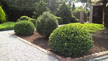 Бордюры BOXwood Evergreen HEDGE купить 50 шт., получить 66 шт.