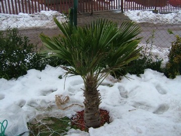 Trachycarpus Fortunei морозостойкая Пальма в вашем саду до -20С семена