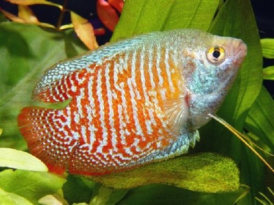 Ryba Prętnik Karłowaty XL Trichogaster lalius