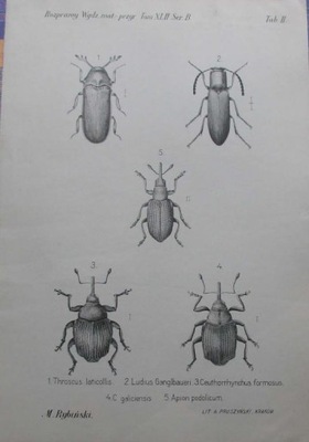 Apion podolicum 1902 [ ENTOMOLOGIA ] Rycina