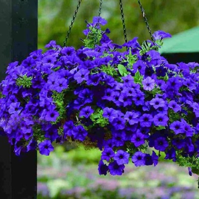 LOBELIA PRZYLĄDKOWA ZWISŁA KARMINOWOCZERWONE LEGUTKO
