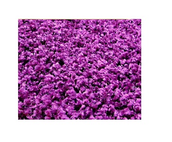 Dywan shaggy 2 cm 60x200 fiolet śliwka W