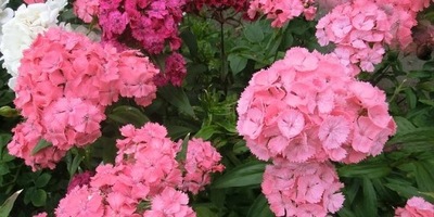 GOŹDZIK BRODATY NEWPORT PINK ŁOSOSIOWORÓŻOWY