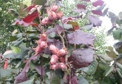 Orzech Laskowy Syrena Czerwony art. nr 457