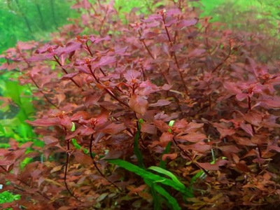 LUDWIGIA MINI SUPER RED - 5 SZT - hodowla podwodna