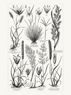 Botanika Trawy litografia 1905 r.