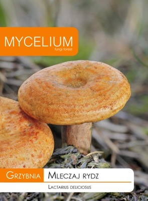 MLECZAJ RYDZ grzybnia grzyby leśne Mycelium