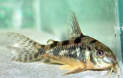KIRYS PALEATUS CORYDORAS kirysek pstry - EKH
