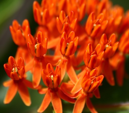 Семена TUBEROSA TUBEROUS MEDICINE