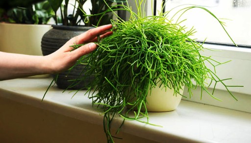 Rhipsalis cassutha – ПРИВЛЕКАТЕЛЬНАЯ ПОДВЕСКА