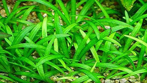 Sagittaria Subulata Растение Трава для газона