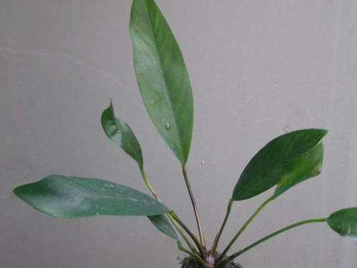 Anubias congensis RARITY Хороший САМЫЙ ДЕШЕВЫЙ Saxon4