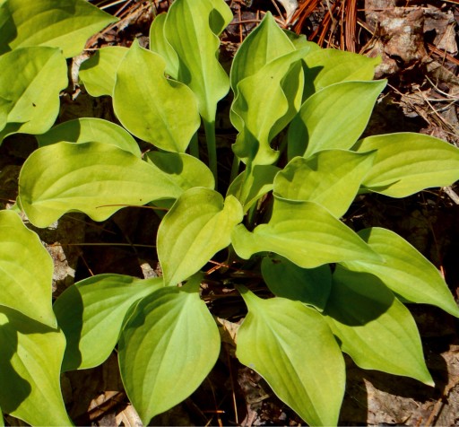 LIMONKOWA MINI HOSTA LEMON MINIATUROWA NA SKALNIAKI SADZONKI PRODUCENT