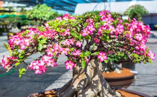 RÓŻA PUSTYNI ADENIUM OBESUM PIĘKNE BONSAI .