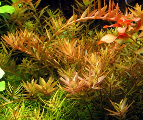 Rotala rotundifolia Red Breeding Białystok saxon4