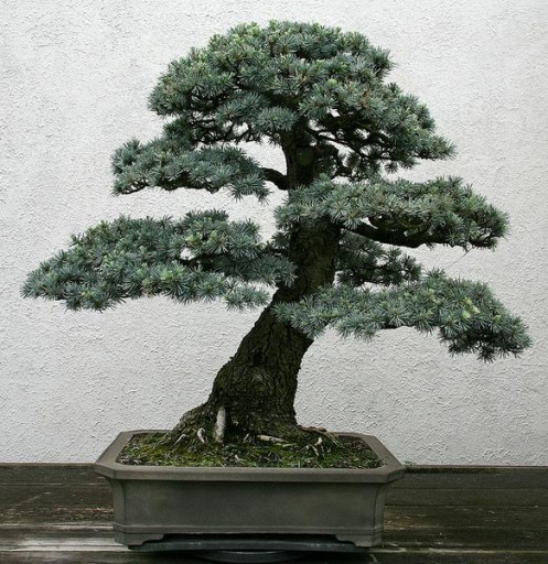 КЕДР АТЛАССКИЙ (CEDRUS ATLANTICA) ДЛЯ СЕМЕН БОНСАЙ - 3 шт.