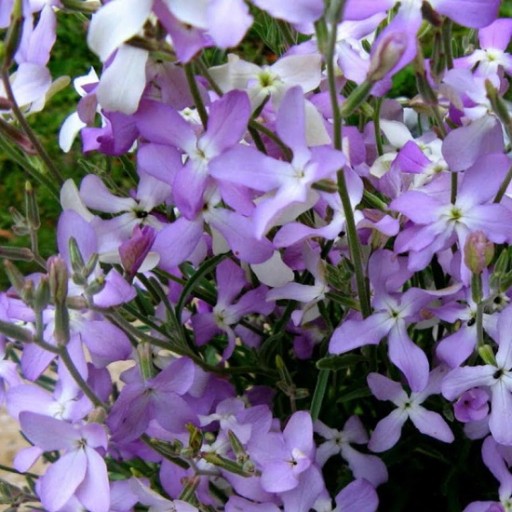 МАЦЕЙКА ПУРПУРНАЯ (MATTHIOLA BICORNIS) ПРИЯТНО ПАХНУЩАЯ 500 СЕМЯН