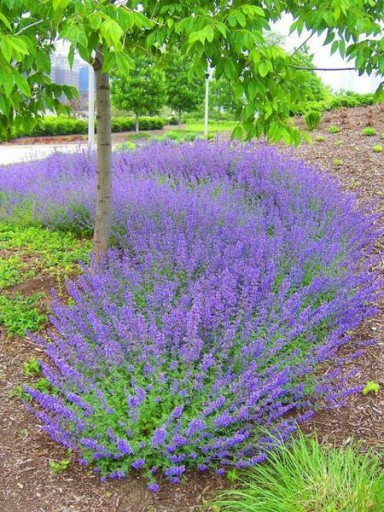 ПРЯНОСТИ КОШКА NEPETA CATARIA 500 США