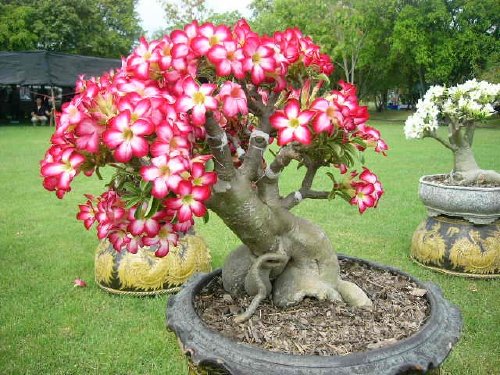 ДЛЯ БОНСАЙ ПУСТЫННАЯ РОЗА ADENIUM OBESUM ДЛЯ БОНСАЙ 3 СЕМЯНА