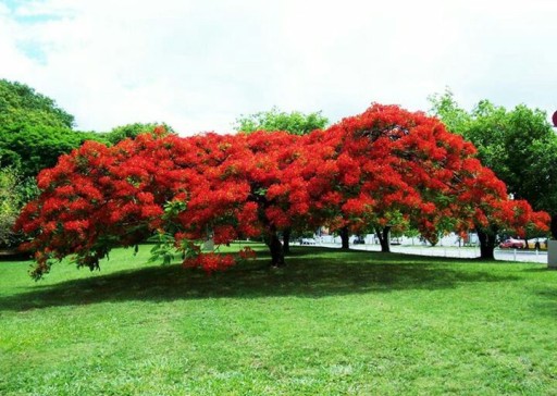 НА БОНСАЙ ПЛАМЯ АФРИКИ - DELONIX REGIA НА БОНСАЙ 3 СЕМЯ